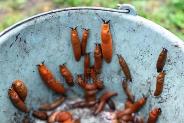 Daily Pest Treatment · Photo 3