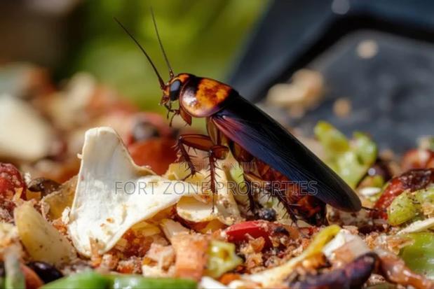 Cockraches,Mouse,Ants Master Fumigation · Photo 1