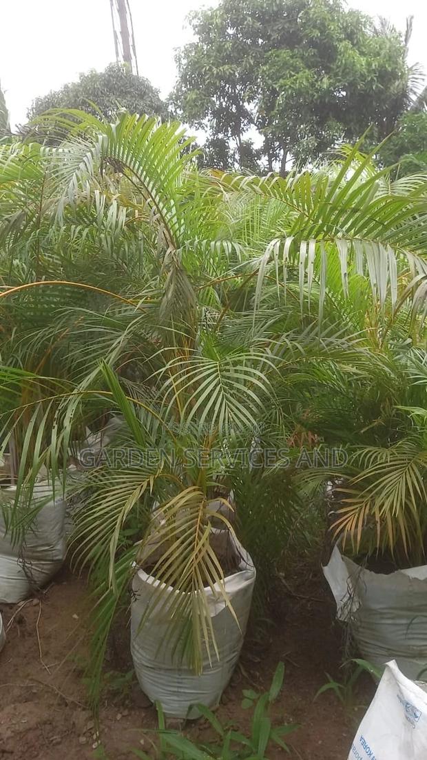 Golden Cane Palm for Sale · Photo 4