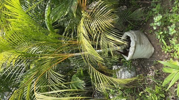 Golden Cane Palm for Sale · Photo 3