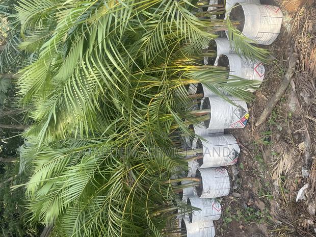 Golden Cane Palm for Sale · Photo 5