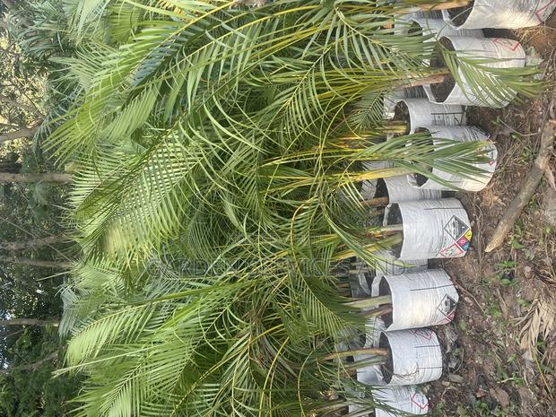 Golden Cane Palm for Sale · Photo 6