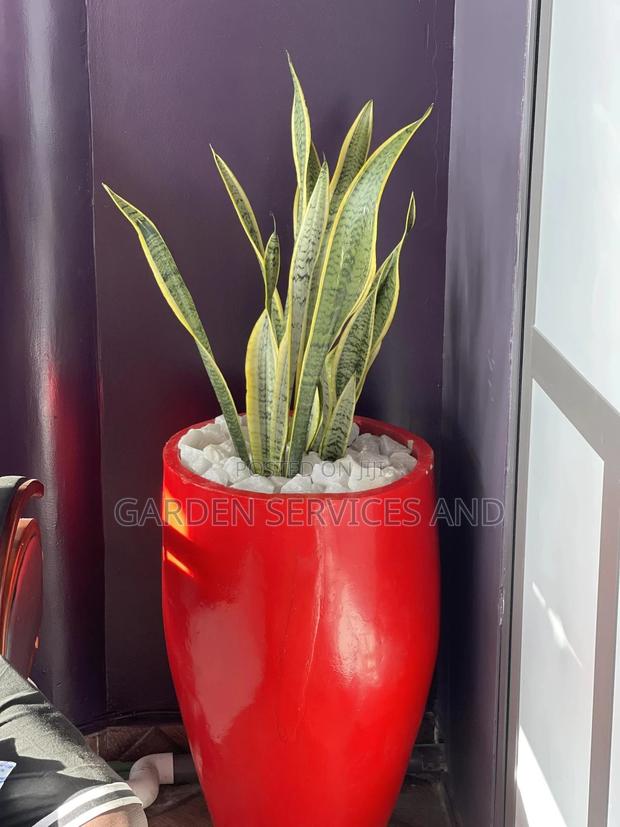 Beautiful Flowers Available for Your House and Offices · Photo 1