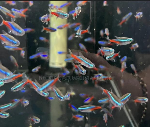 Neon Tetra Fish · Photo 2
