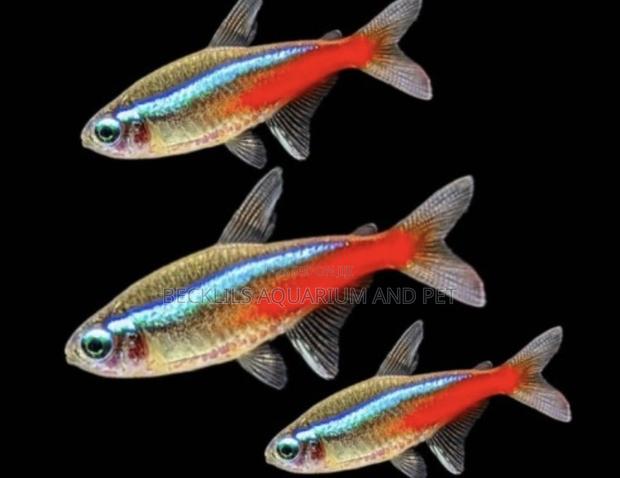 Neon Tetra Fish · Photo 1