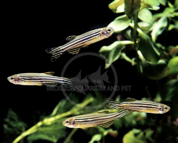 Zebra Danios · Photo 1