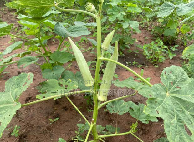 Ashanti Okro/White Ladies Finger, 45 Days Early Mature Okro Variety · Photo 1