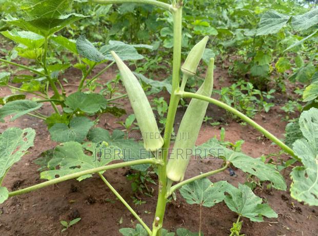 Ashanti Okro/White Ladies Finger, 45 Days Early Mature Okro Variety · Photo 3
