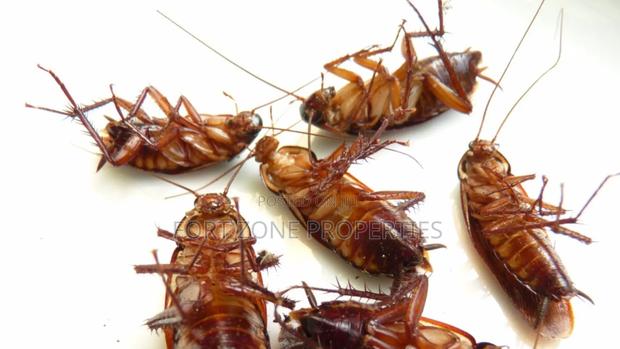 We Care for Your Homes Fumigation · Photo 1