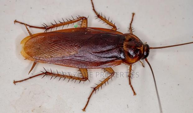 We Care for Your Homes Fumigation · Photo 2