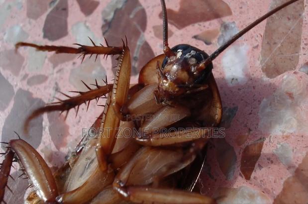 We Care for Your Homes Fumigation · Photo 5