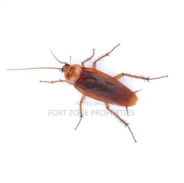 Solid Fumigation Services In Ghana · Photo 2