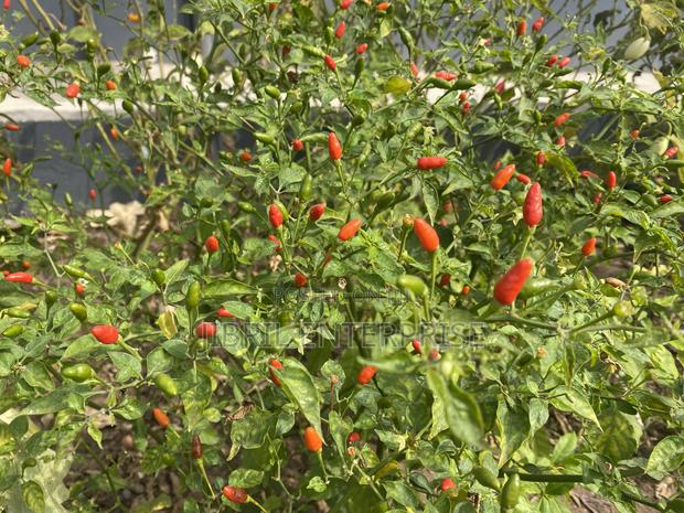 Pea Bird Eye Pepper · Photo 2