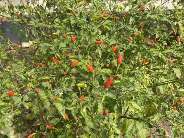 Pea Bird Eye Pepper · Photo 3
