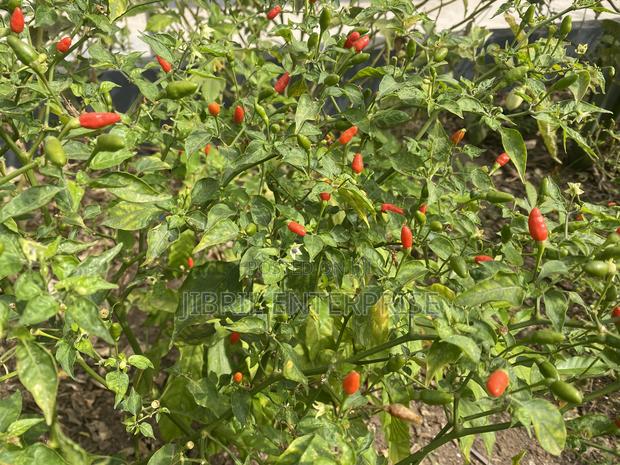 Pea Bird Eye Pepper · Photo 4