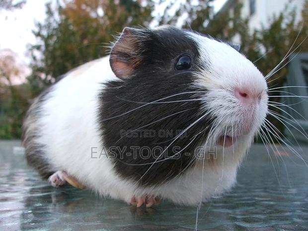 Guinea Pigs _ ( PLEASE READ DESCRIPTION )