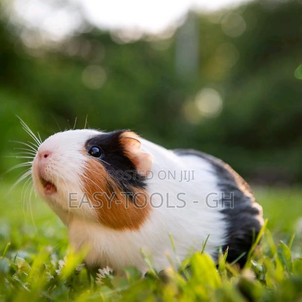 Guinea Pigs _ ( PLEASE READ DESCRIPTION ) · Photo 2