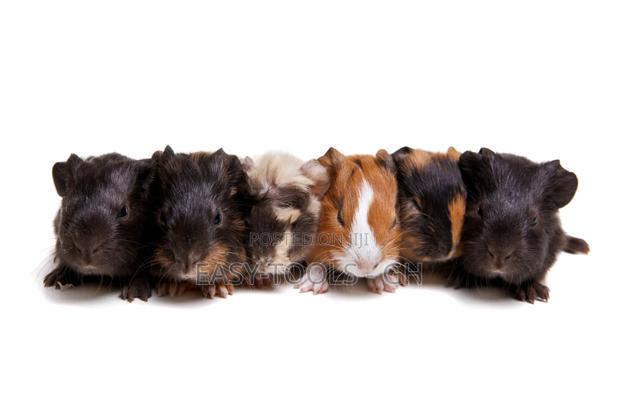 Guinea Pigs _ ( PLEASE READ DESCRIPTION ) · Photo 3