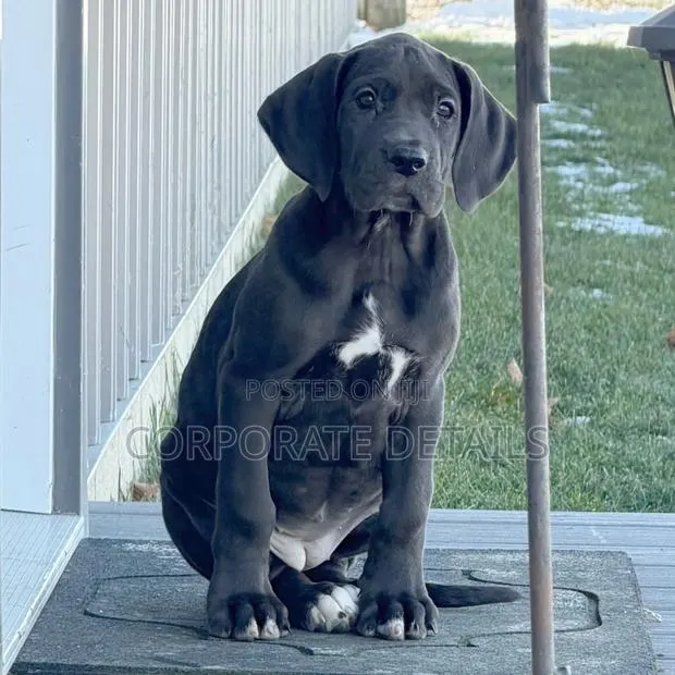1-3 months Male Purebred Great Dane · Photo 1