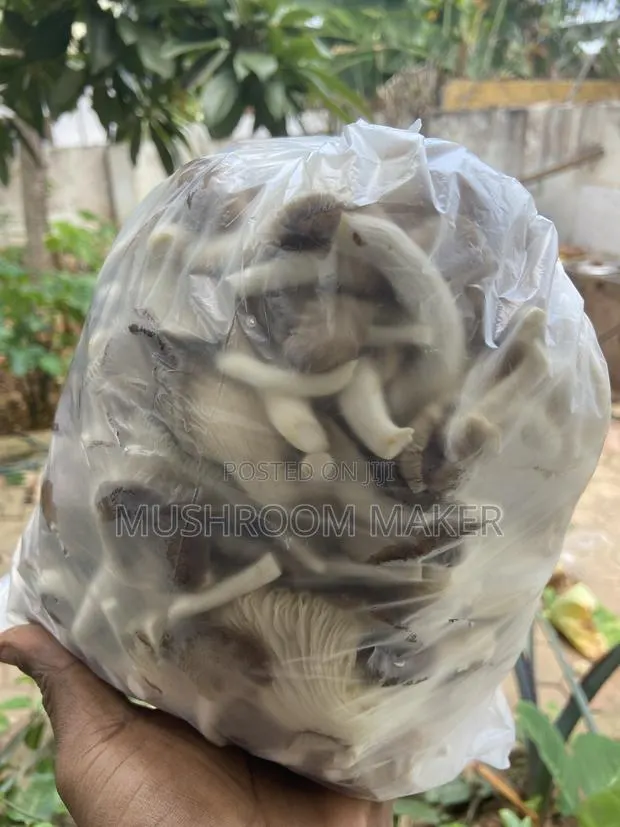 Fresh and Dry Oyster Mushrooms · Photo 1