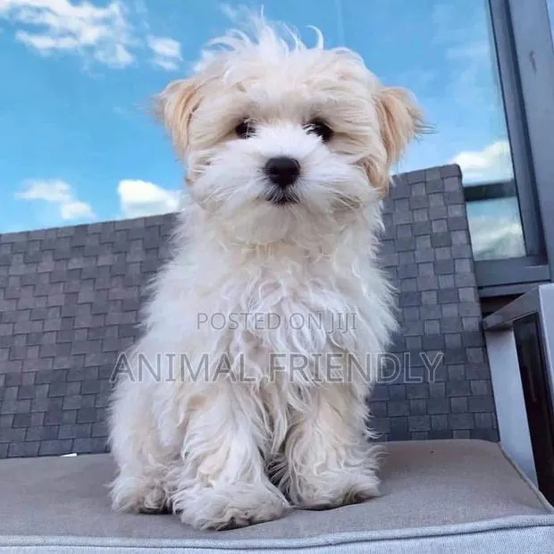 1-3 months Male Purebred Poodle · Photo 1