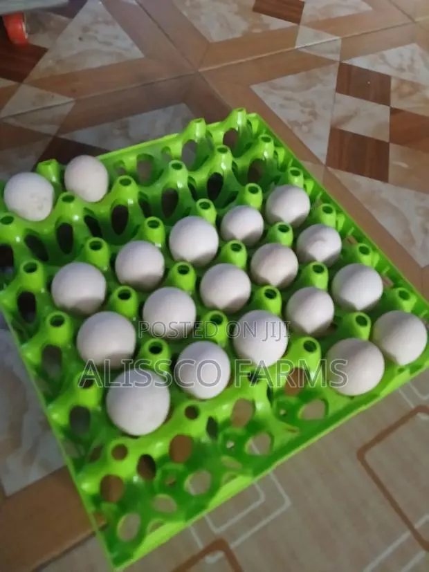 Fertile Ayam Cemani Eggs