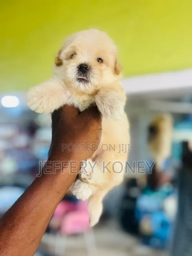 1-3 months Male Purebred Poodle · Photo 1