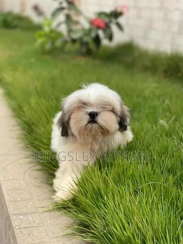 1-3 months Male Purebred Shih Tzu · Photo 1