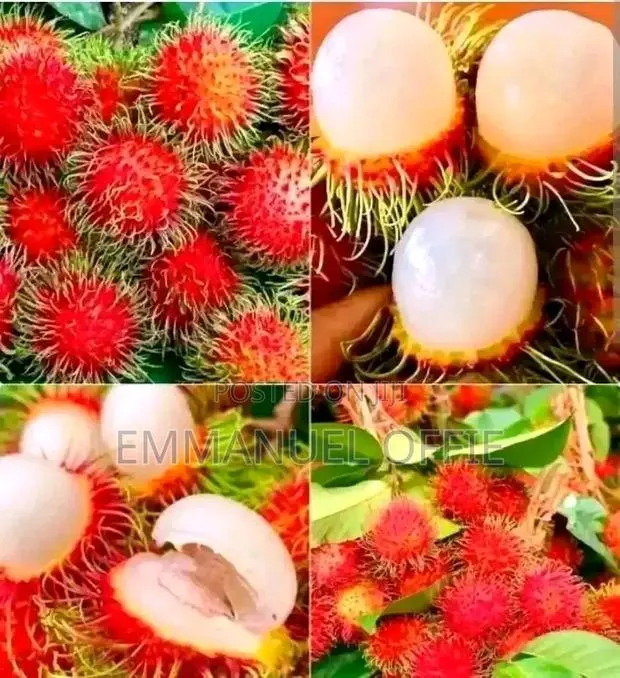 Rambotan Seedlings Available · Photo 1