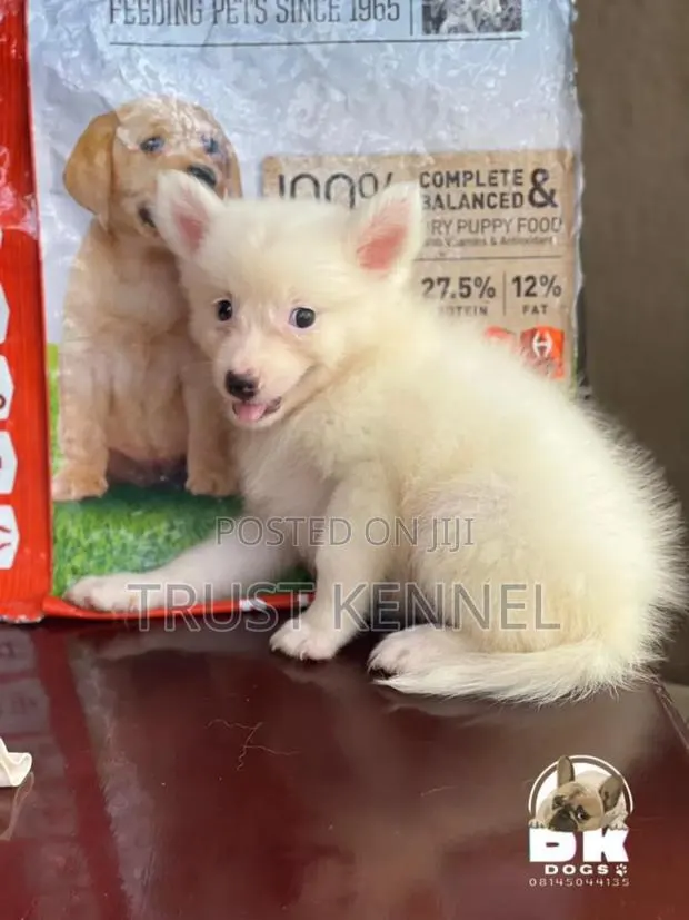 1-3 months Male Purebred American Eskimo · Photo 1