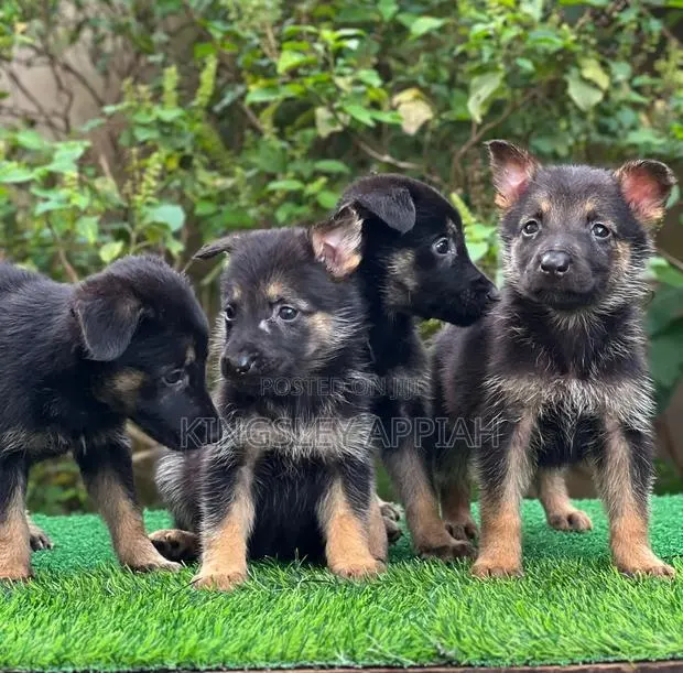 1-3 months Male Purebred German Shepherd · Photo 1