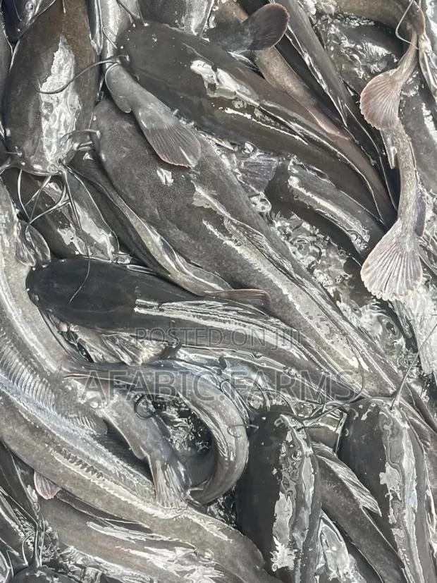Delicious Cat Fish for Sale at Farm Price