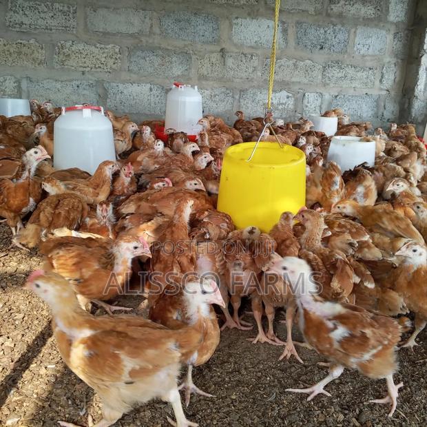 Both Day Old and Months Old Sasso Birds · Photo 2