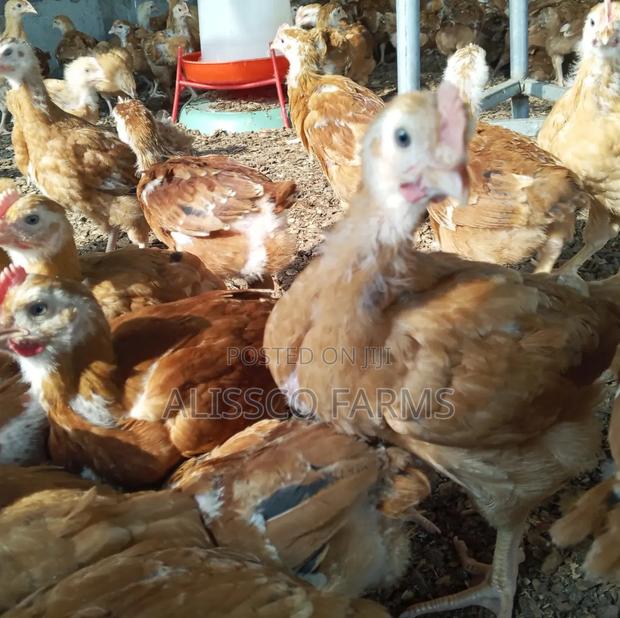Both Day Old and Months Old Sasso Birds · Photo 3