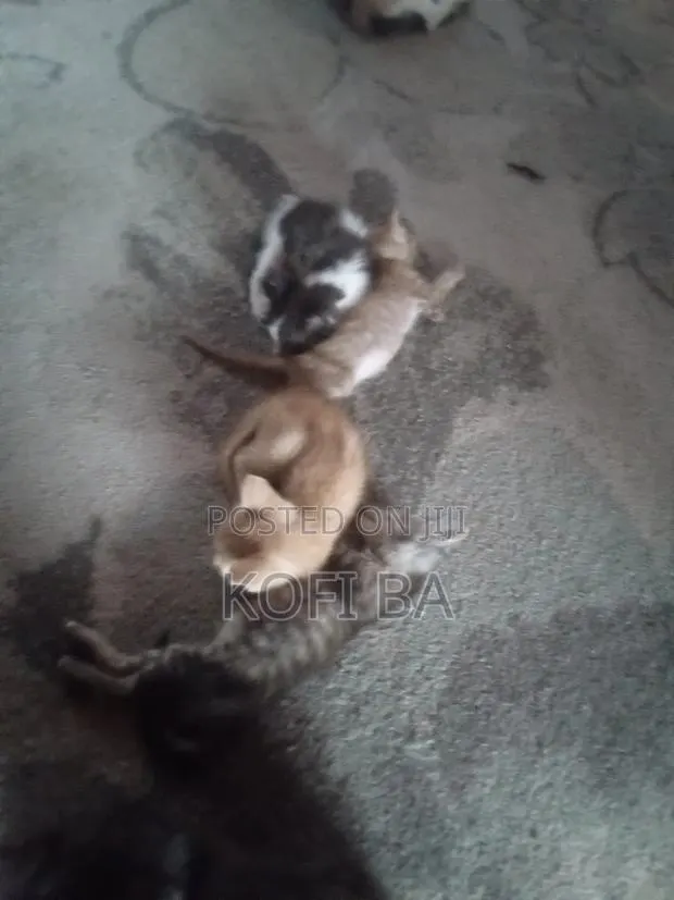 1-3 months Female Purebred Cat · Photo 1