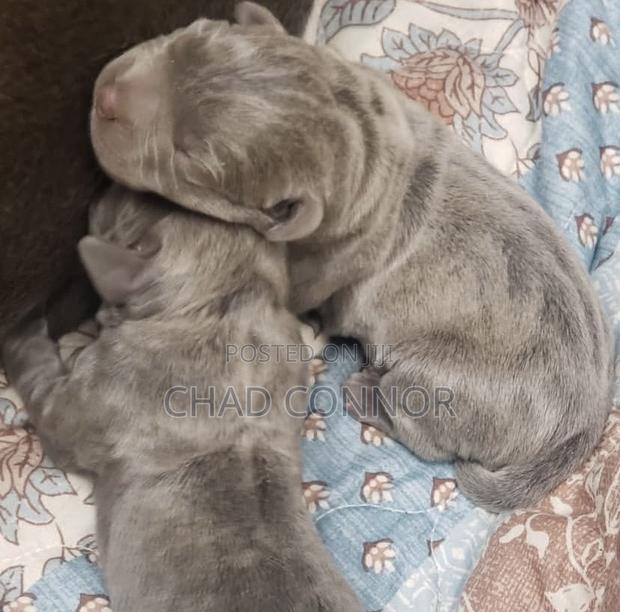 1-3 months Male Purebred Cane Corso · Photo 2