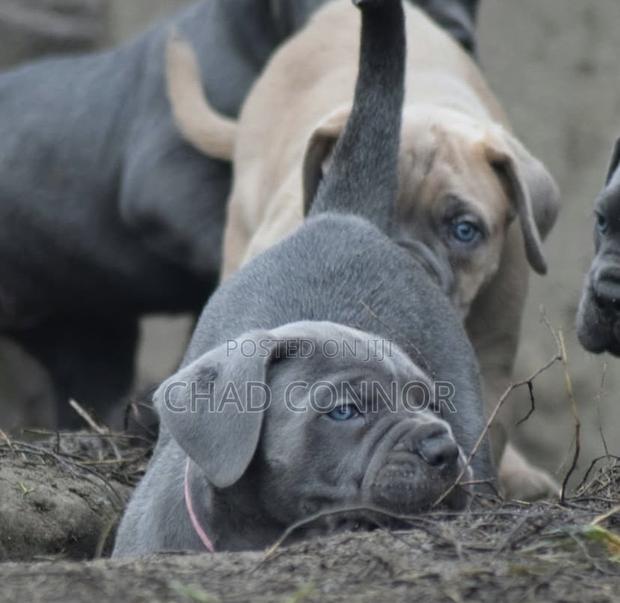 1-3 months Male Purebred Cane Corso · Photo 1