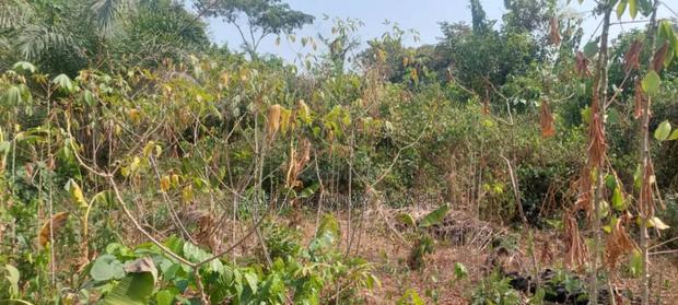 Kings Own Hands Land for Sale at Kwabere Kasaam · Photo 3