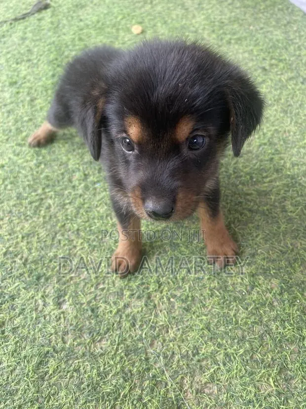 1-3 months Female Mixed Breed German Shepherd · Photo 1