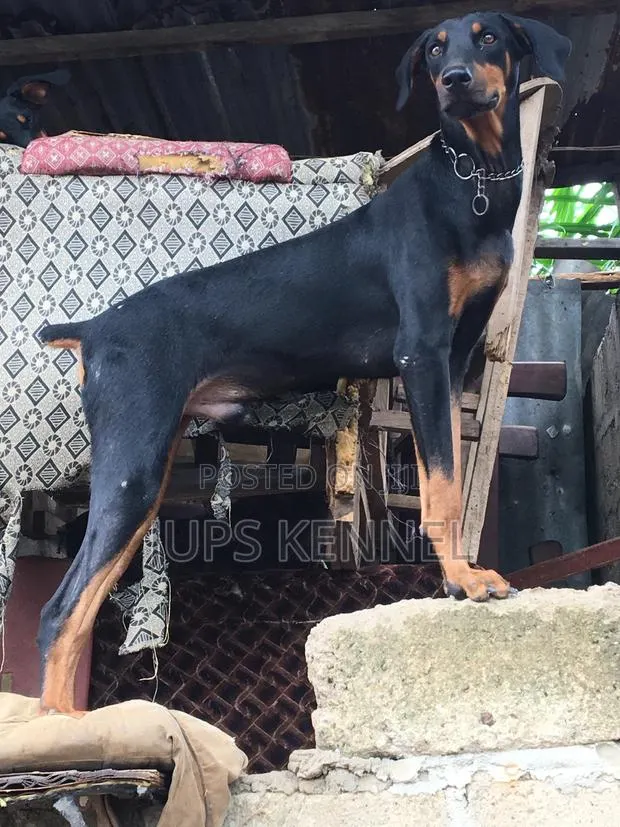 Solid Doberman Available for Crossing · Photo 1