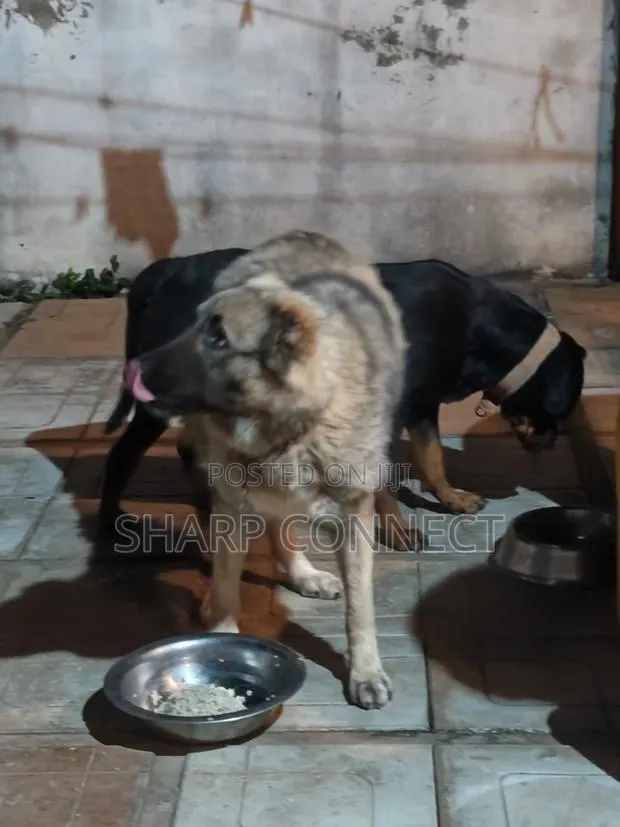 1+ year Female Purebred Caucasian Shepherd · Photo 2