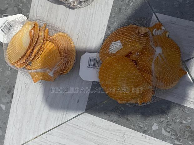 Shells for Aquarium · Photo 1