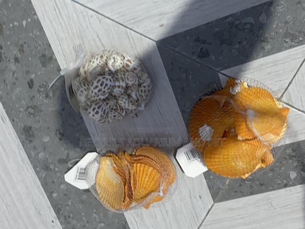 Shells for Aquarium · Photo 2