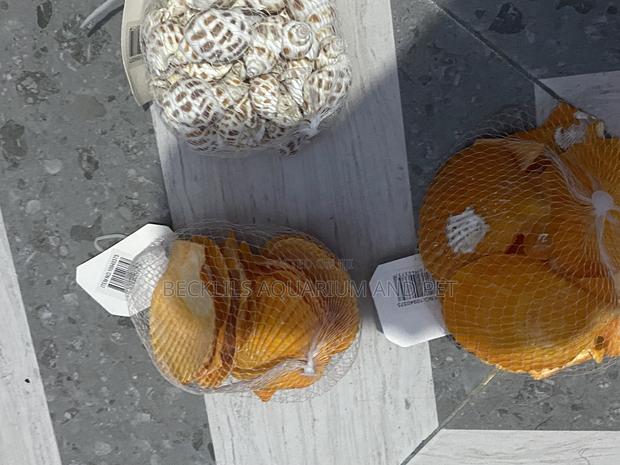 Shells for Aquarium · Photo 3