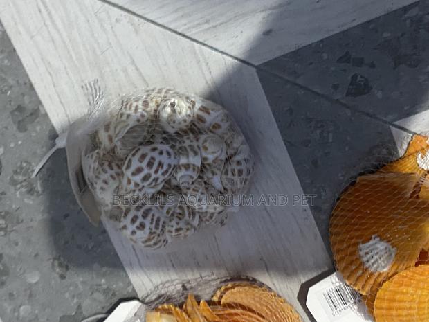 Shells for Aquarium · Photo 4