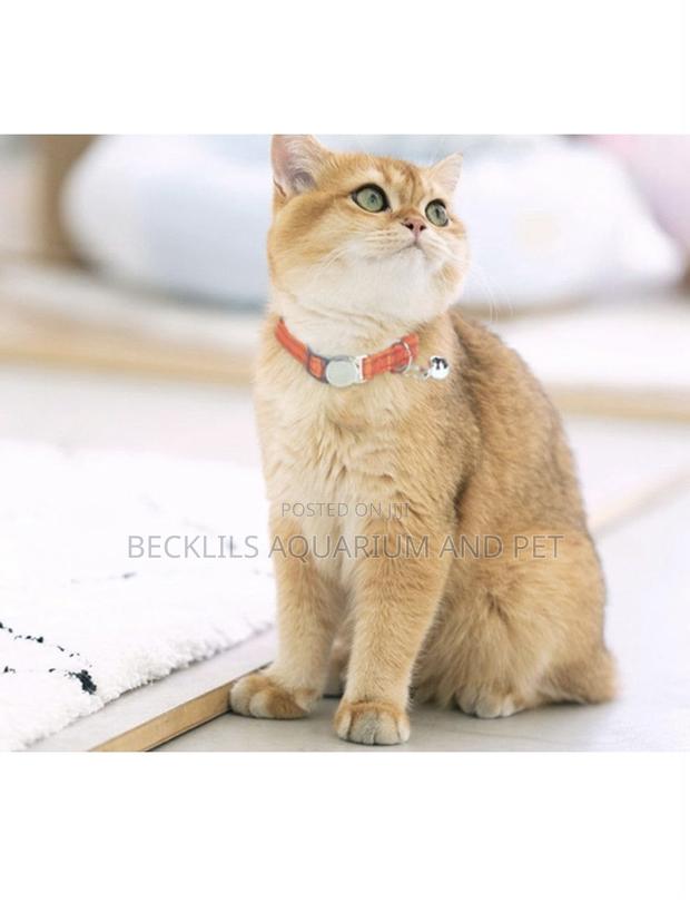 Dog and Cat Collars With Bells · Photo 3