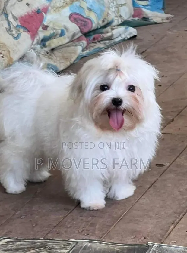 1-3 months Male Purebred Poodle · Photo 1