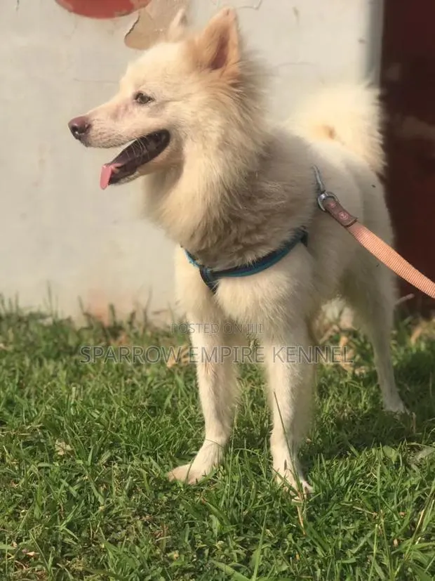 1+ year Male Purebred American Eskimo · Photo 1