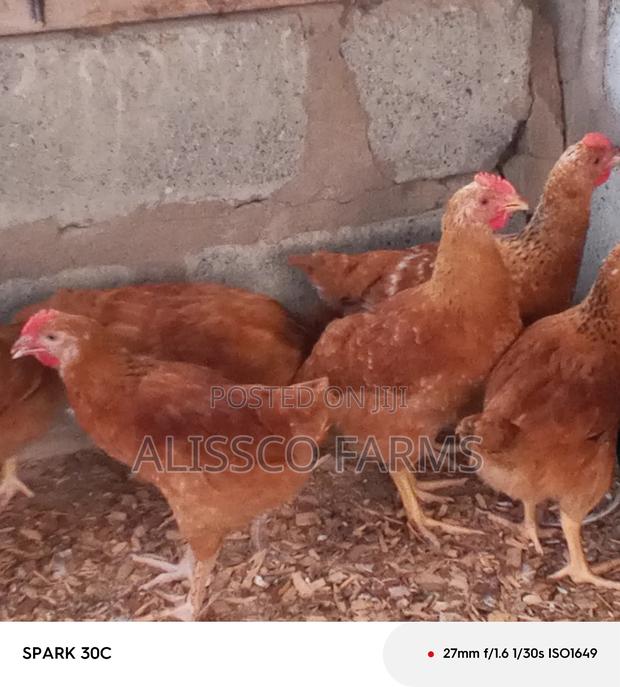 4-5 Weeks Sasso Birds · Photo 2