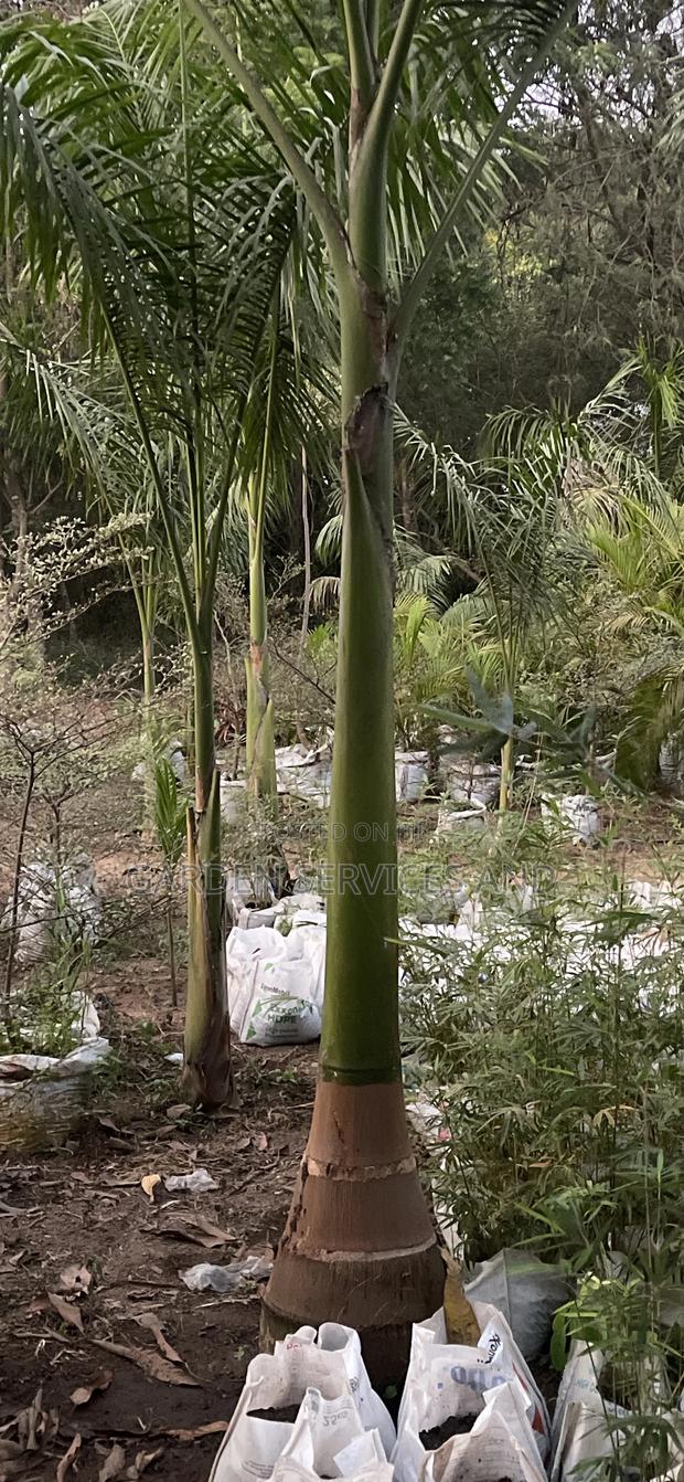 Grown Royal Palm · Photo 6